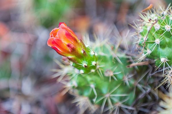Wilson, Emily M. 아티스트의 Castroville-Texas-USA-Prickly pear flower in the Texas Hill Country작품입니다.